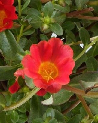 Portulaca - Mega Pazzaz: Red