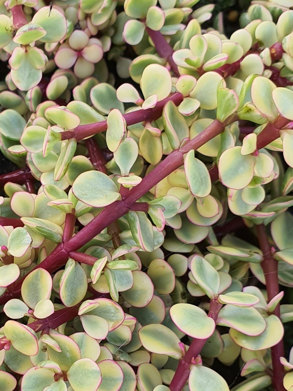 Portulacaria: Variegata