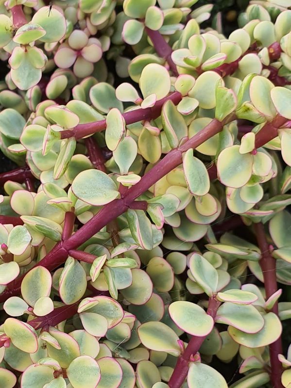 Portulacaria: Variegata