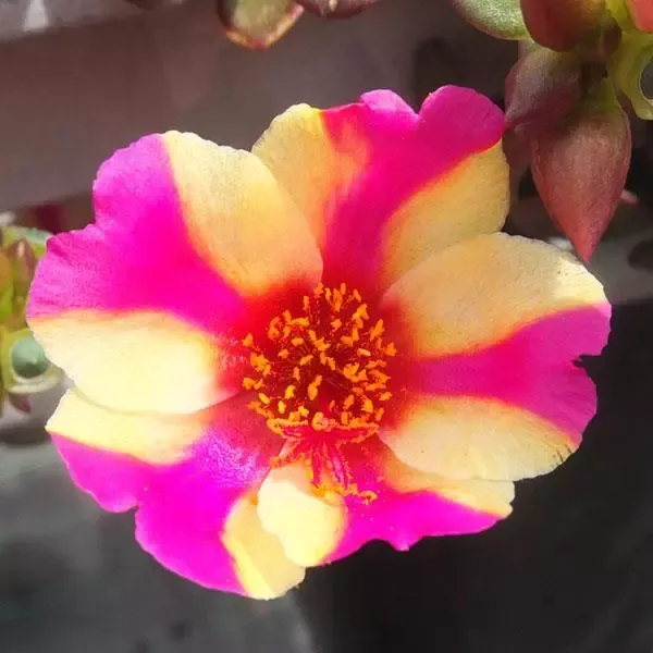 Portulaca - SeaGlass: Watermelon Punch
