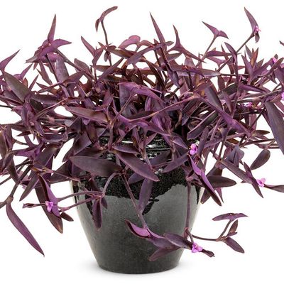 Tradescantia: Purple Heart Vine