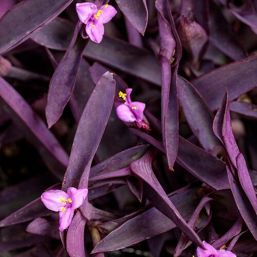 Tradescantia: Purple Heart Vine