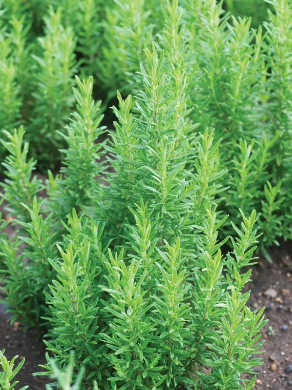 Rosemary: Gorizia