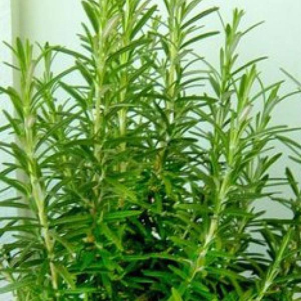 Rosemary: Gorizia