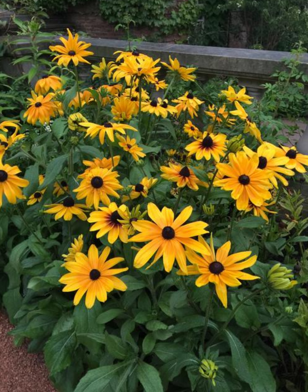 Rudbeckia: Indian Summer (Black-Eyed Susan)