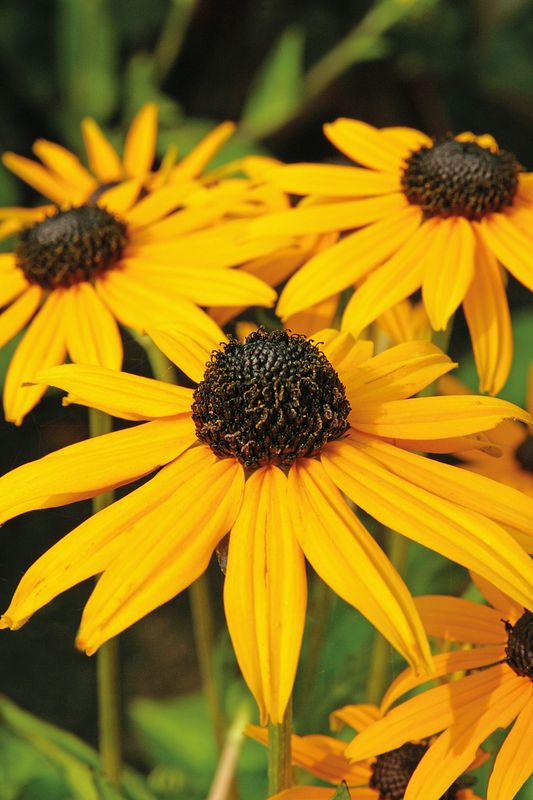 Rudbeckia: Goldsturm