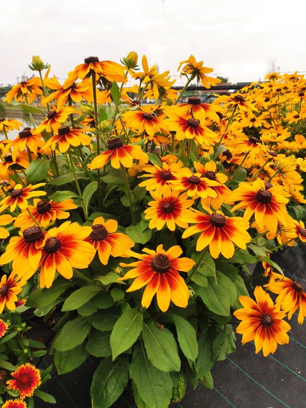Rudbeckia - Sunspot: Yellow Bicolor
