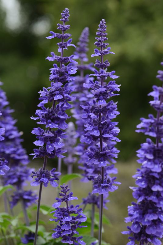 Salvia: Mystic Spires