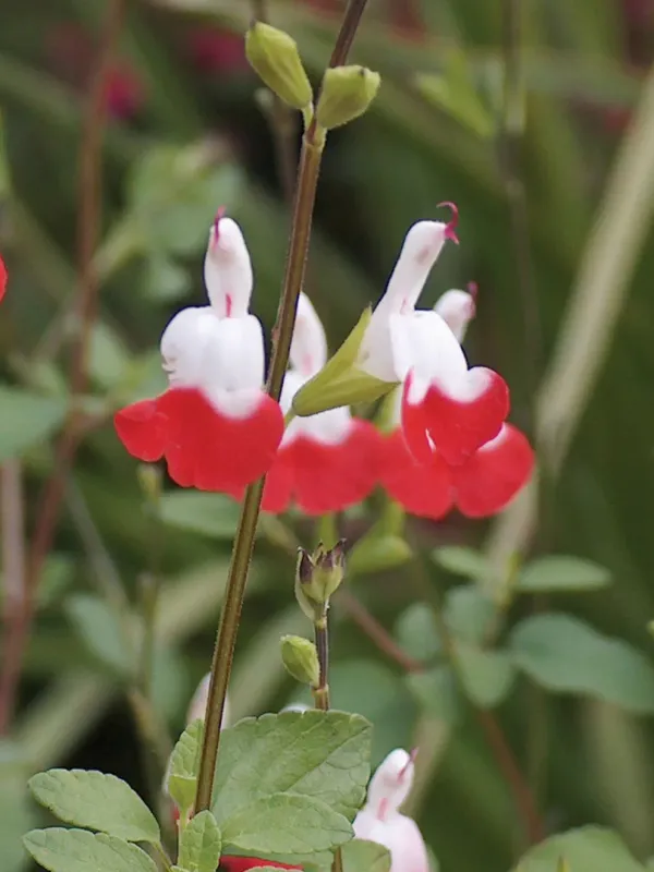 Salvia: Hot Lips