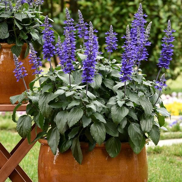 Salvia: Mystic Spires