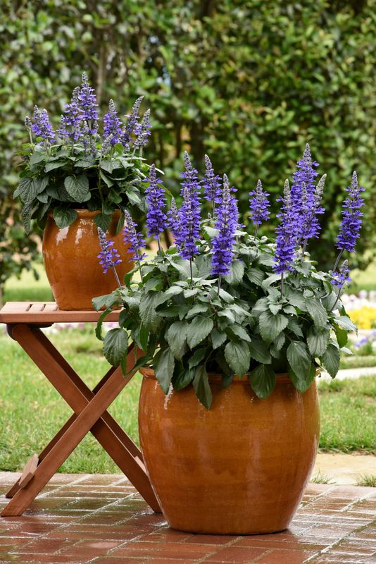 Salvia: Mysty (Dwarf)