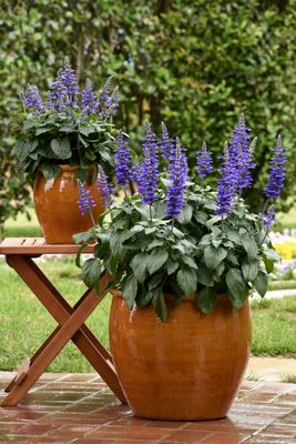 Salvia: Mysty (Dwarf)