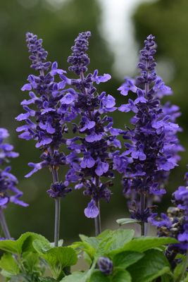 Salvia: Mysty (Dwarf)