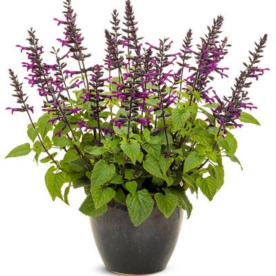 Salvia - Rockin: Deep Purple