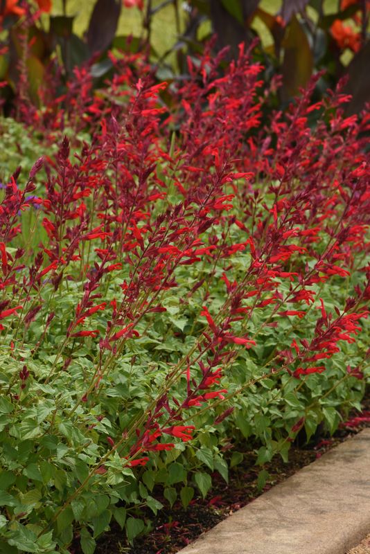 Salvia: Roman Red