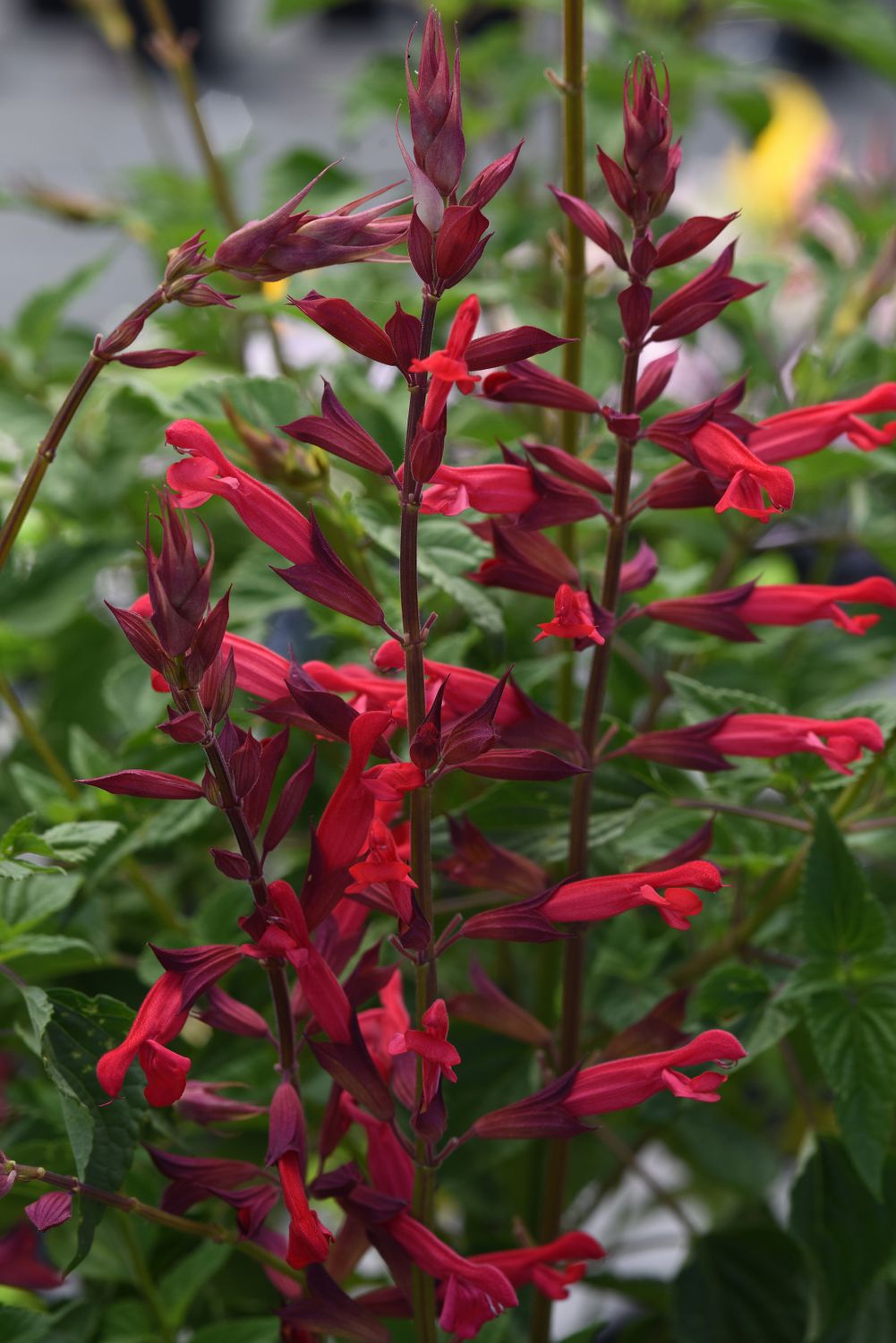 Salvia: Roman Red Salvia: Roman Red