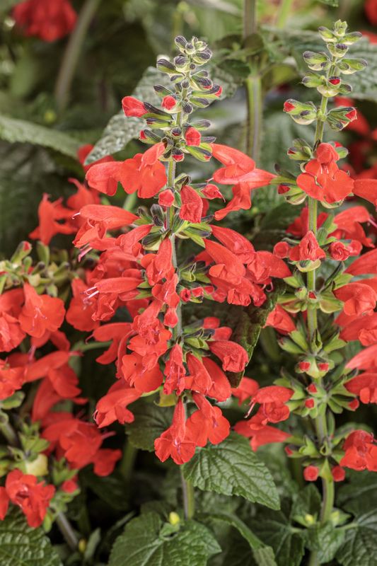 Salvia - Unplugged: Red