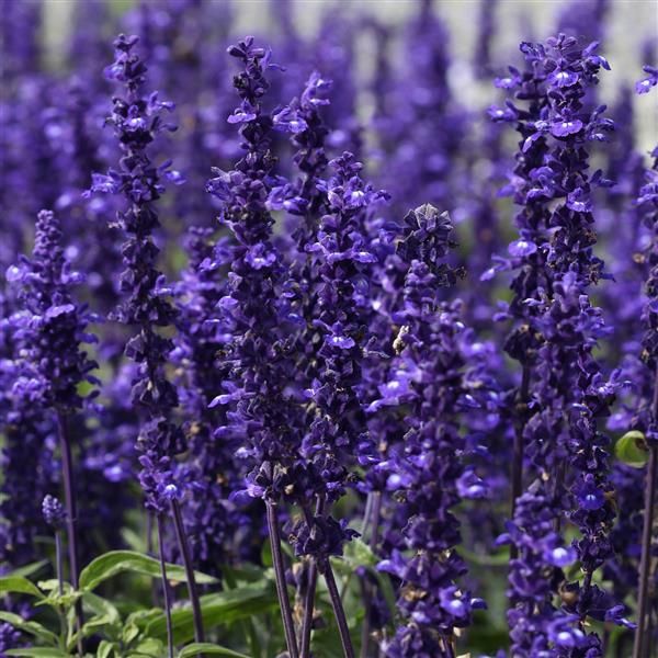Salvia - Victoria: Blue