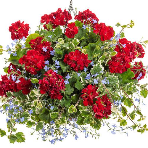 Geranium - Presto: Dark Red