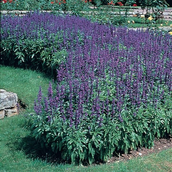 Salvia - Victoria: Blue