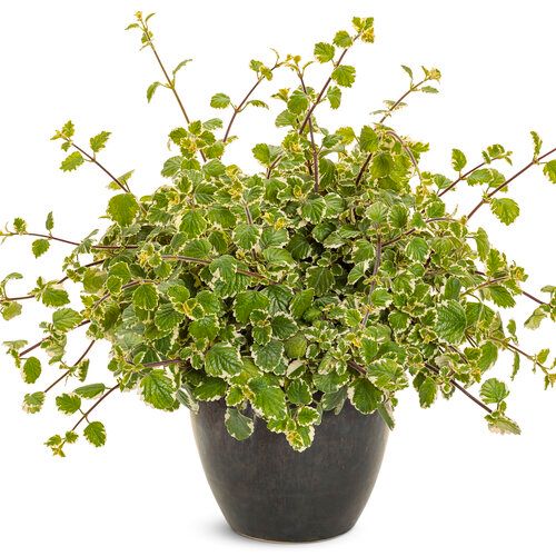Plectranthus: Variegata (Swedish Ivy)