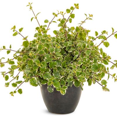 Plectranthus: Variegata (Swedish Ivy)