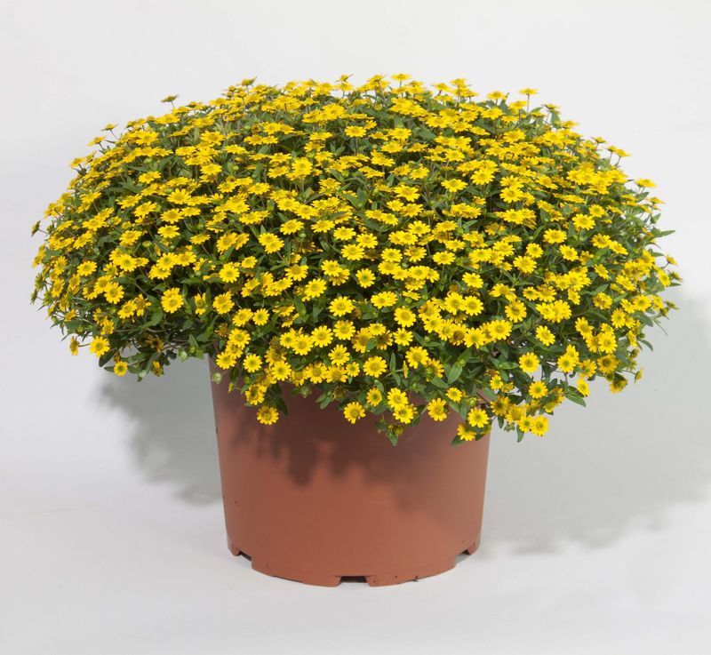 Sanvitalia - Tsavo: Compact Yellow