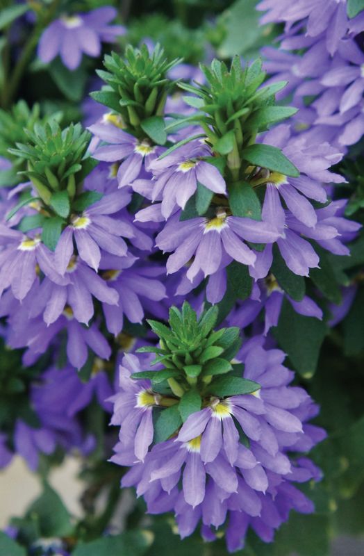 Scaevola - Fairy: Blue