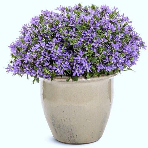 Scaevola - Fairy: Blue