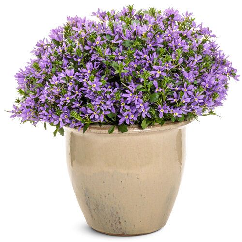Scaevola - Surdiva: Sky Blue