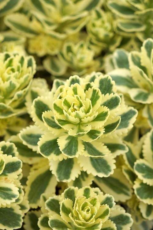 Sedum: Atlantis