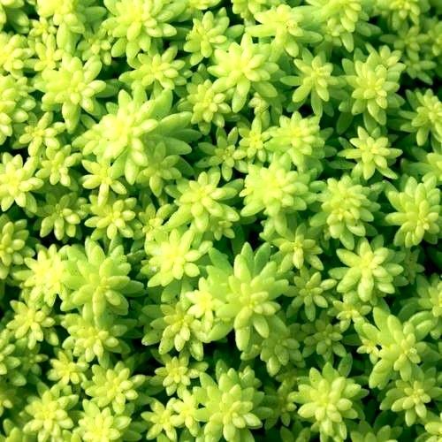 Sedum: Fine Leaf Gold