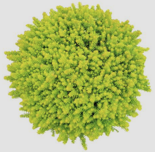 Sedum: Fine Leaf Gold