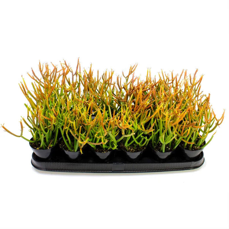 Euphorbia - Tirucalli: Firesticks
