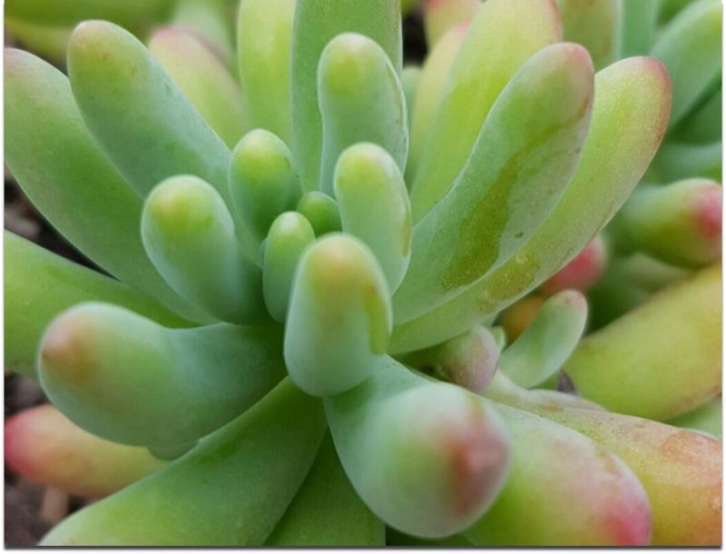Sedum - Pachyphyllum: Many Fingers (Jelly Beans)