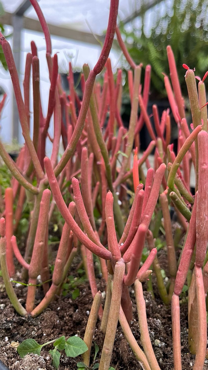 Euphorbia - Tirucalli: Firesticks