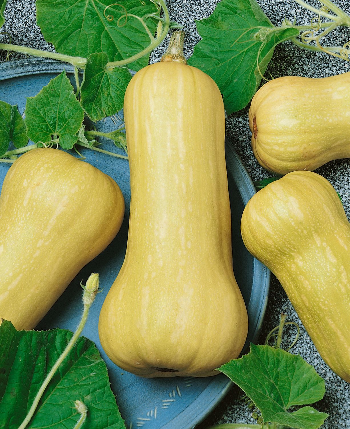 Squash:  Waltham Butternut