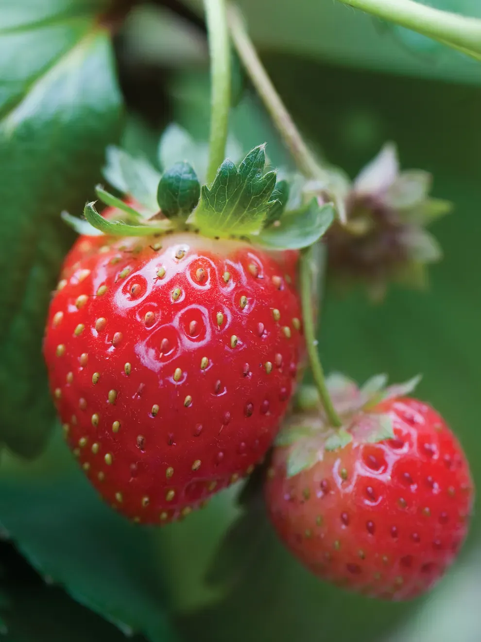 Strawberry: Albion