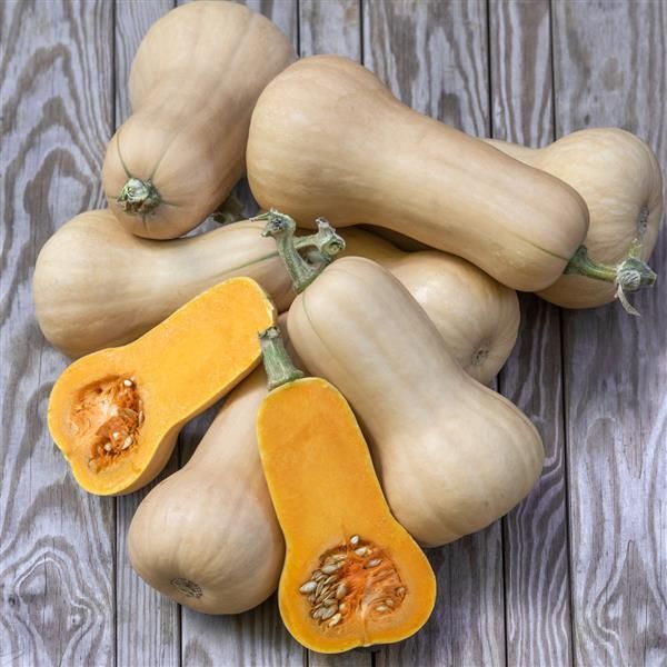 Squash:  Waltham Butternut
