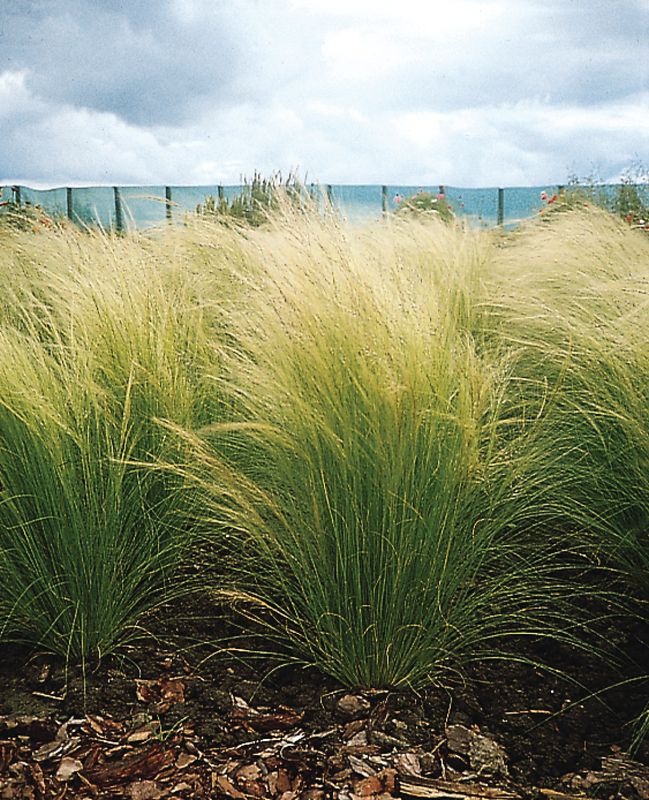 Stipa tenuissima: Ponytail Grass