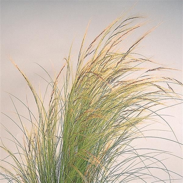 Stipa tenuissima: Ponytail Grass