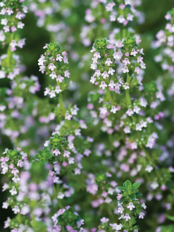 Thyme: Lemon