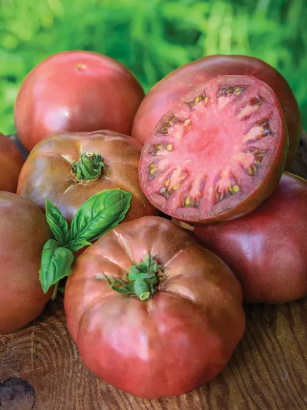 Tomato: Black Krim
