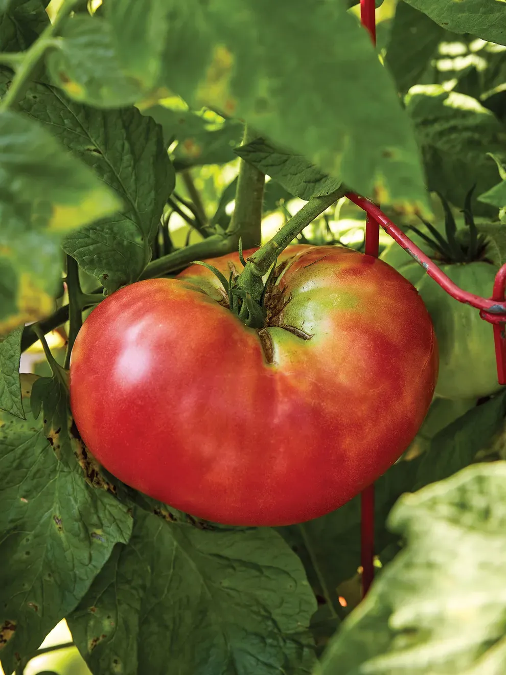 Tomato: Brandywine Pink (Potato Leaf)