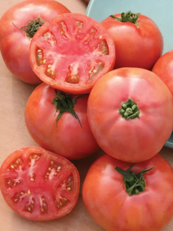 Tomato: Brandywine Pink (Potato Leaf)