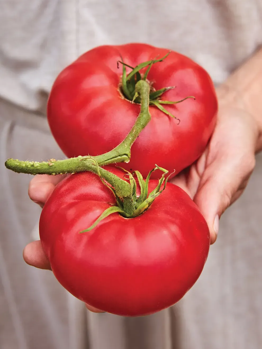 Tomato: Mortgage Lifter