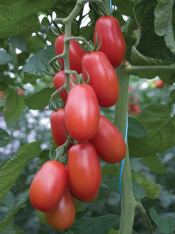 Tomato: Roma Red
