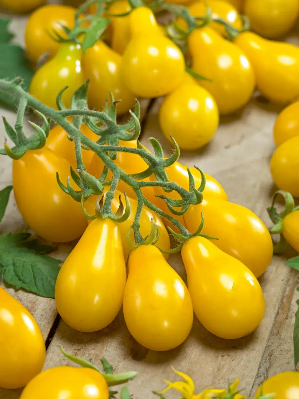 Tomato: Yellow Pear