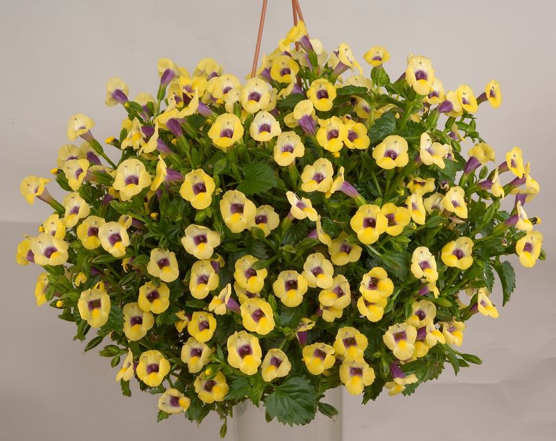 Torenia: Yellow Moon