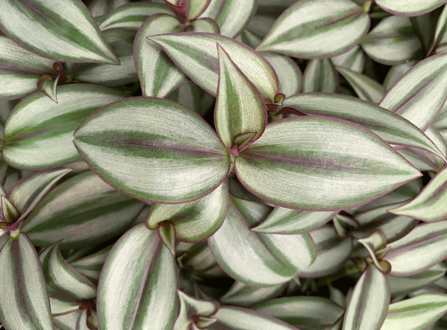 Tradescantia: Zebra Red-Silver